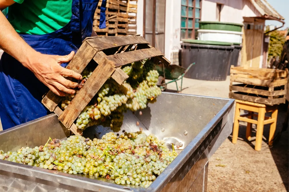 Harvesting and Preparing Grapes for Wine