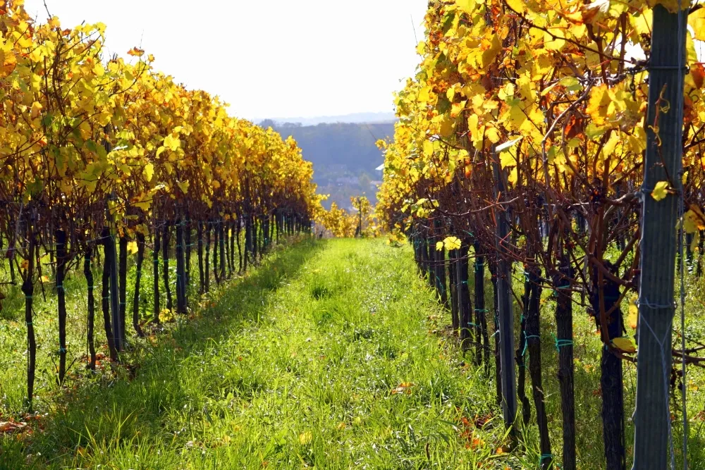 Vineyard Stewardship in Hunter Valley