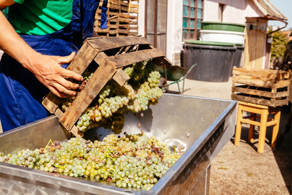 Harvesting and Preparing Grapes for Wine