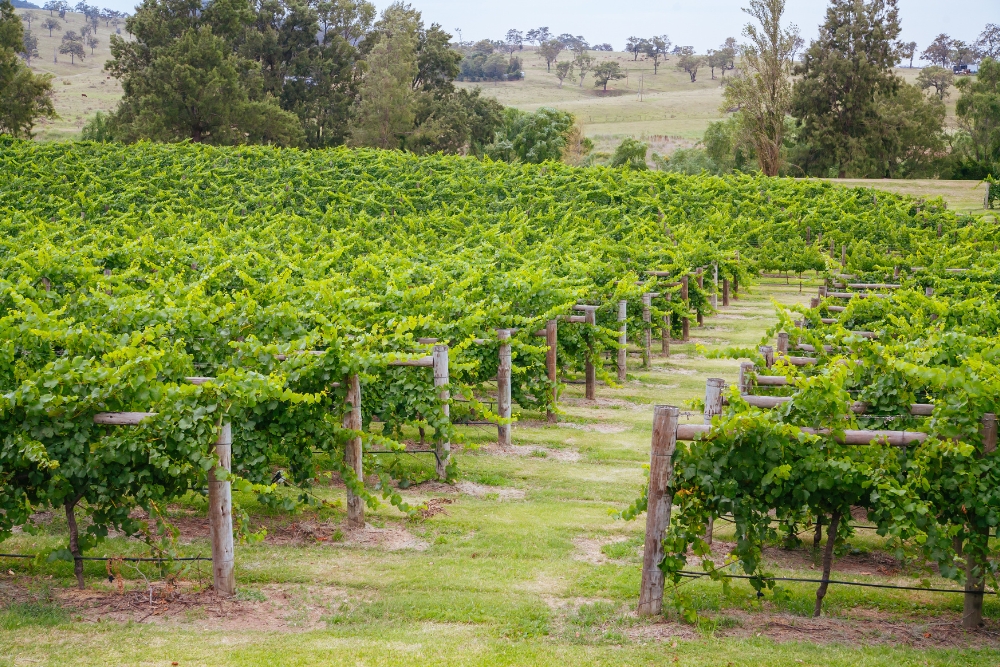 Top 10 Must-Visit Wineries in Hunter Valley for Wine Lovers